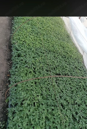 Răsaduri de vânzare roșii castraveți ardei crăițe vinete pepeni galbeni  verzi busuioc țelină 