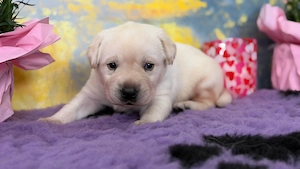 Canisa vindem pui Labrador Retriever cu Pedigree valoros, parinti testati pentru displazie sold, cot - imagine 2