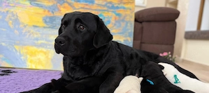 Canisa vindem pui Labrador Retriever cu Pedigree valoros, parinti testati pentru displazie sold, cot - imagine 5