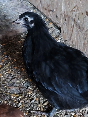 puicute australorp