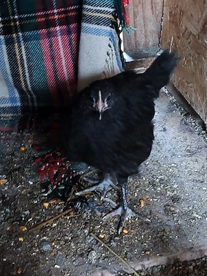 puicute australorp - imagine 2