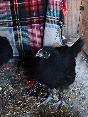 puicute australorp - imagine 3