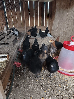 puicute australorp - imagine 4