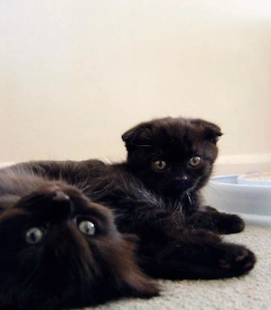 scottish fold black