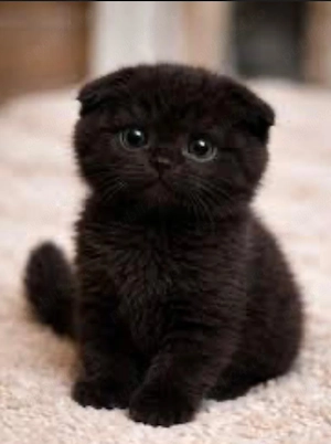 scottish si british black - imagine 3