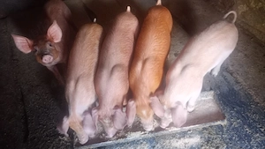 purcei de 8 săptămâni 