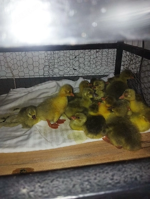 Vând boboci de gâscă sănătoși și bine îngrijiți. Pentru detalii și preț, mesaj privat sau la telefon - imagine 3