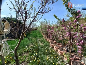 Casa individuala | 5 camere | Teren generos 805 mp | Giarmata Vii - imagine 5