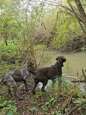 Pui Brac 7 săptămâni - imagine 5