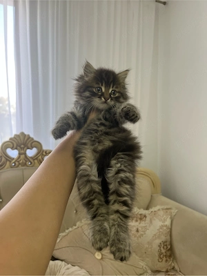 Maine Coon 
