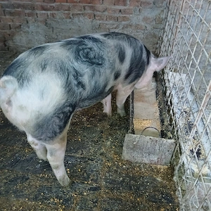 vînd grasună  - imagine 2