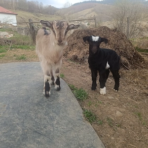 Vând un țap și o capra cu doi iezi 