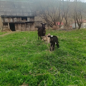 Vând un țap și o capra cu doi iezi  - imagine 4