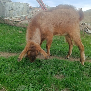 Vând un țap și o capra cu doi iezi  - imagine 3