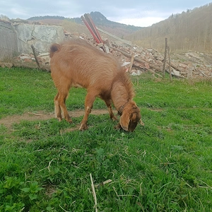 Vând un țap și o capra cu doi iezi  - imagine 5