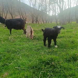 Vând un țap și o capra cu doi iezi  - imagine 2