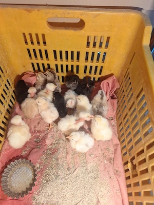 vand pui de gaina de casa de oua 