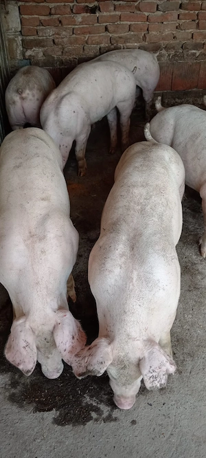 Mascuri, 60 kg - imagine 3