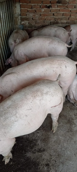 Mascuri, 60 kg - imagine 2