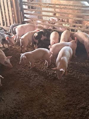 vând purcei  - imagine 2