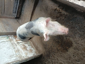 Vier de vânzare  - imagine 3