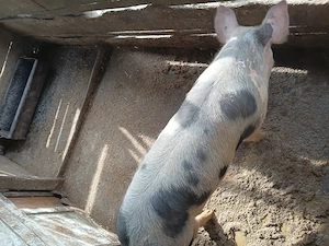 Vier de vânzare  - imagine 4