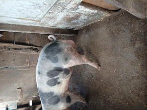 Vier de vânzare  - imagine 2