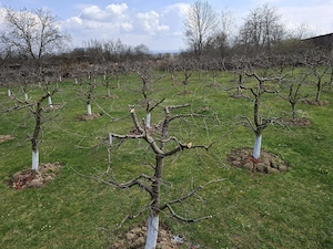 Teren Intravilan 2000 mp - Livadă de meri, Răucești - imagine 4