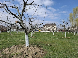 Teren Intravilan 2000 mp - Livadă de meri, Răucești