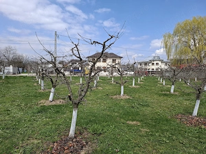 Teren Intravilan 2000 mp - Livadă de meri, Răucești - imagine 5