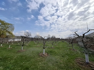 Teren Intravilan 2000 mp - Livadă de meri, Răucești - imagine 2