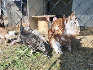 Oua de curcă țărănești 