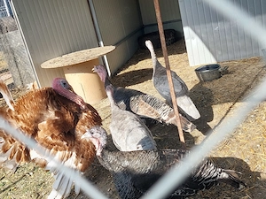 Oua de curcă țărănești  - imagine 2