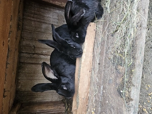 Iepurasi de vanzare  - imagine 4