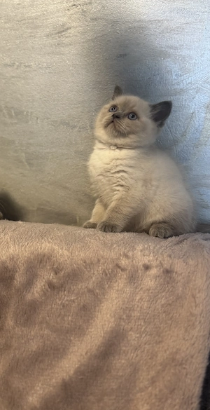 Pui British Shorthair premium   educați la litieră, disponibili