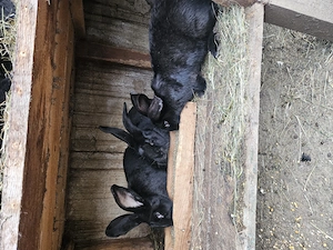 Iepurasi de vanzare  - imagine 5