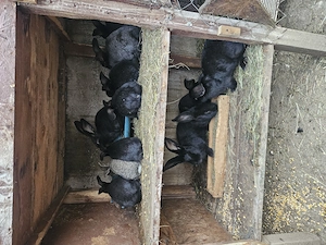 Iepurasi de vanzare  - imagine 3