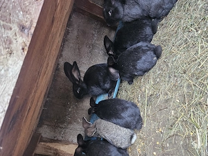 Iepurasi de vanzare  - imagine 2