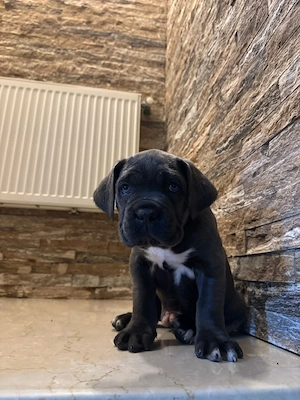 Pui Cane Corso - imagine 4