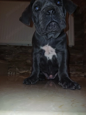 Pui Cane Corso - imagine 3