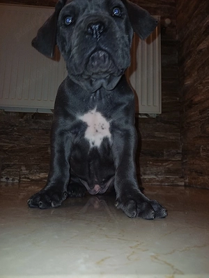Pui Cane Corso - imagine 2