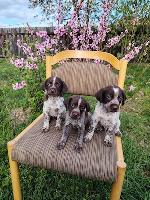 Pui Brac 4 săptămâni