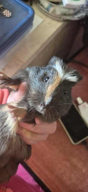 porcusori de guinea - imagine 3