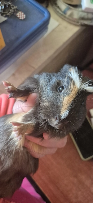 porcusori de guinea - imagine 5