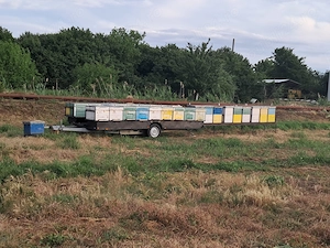 Remorca apicol 1.300 kg