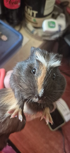 porcusori de guinea - imagine 4