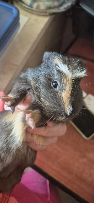 porcusori de guinea - imagine 2