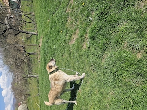 Ciobanesc kangal de vanzare - imagine 2