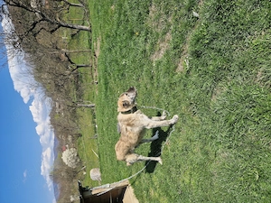 Ciobanesc kangal de vanzare - imagine 3