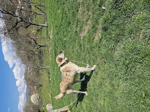 Ciobanesc kangal de vanzare